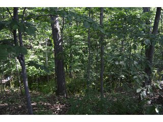 Property photo 50 - 108 +/- Acres Offered in 2 Tracts - Land Auction